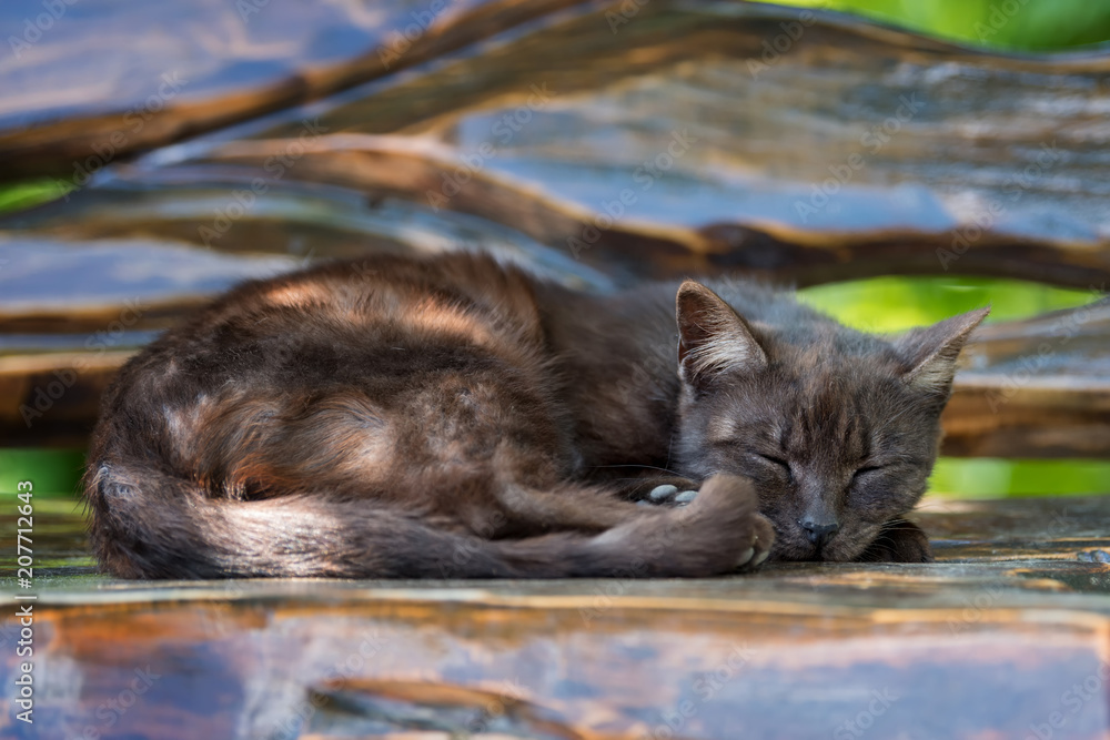 睡在木长椅上的猫