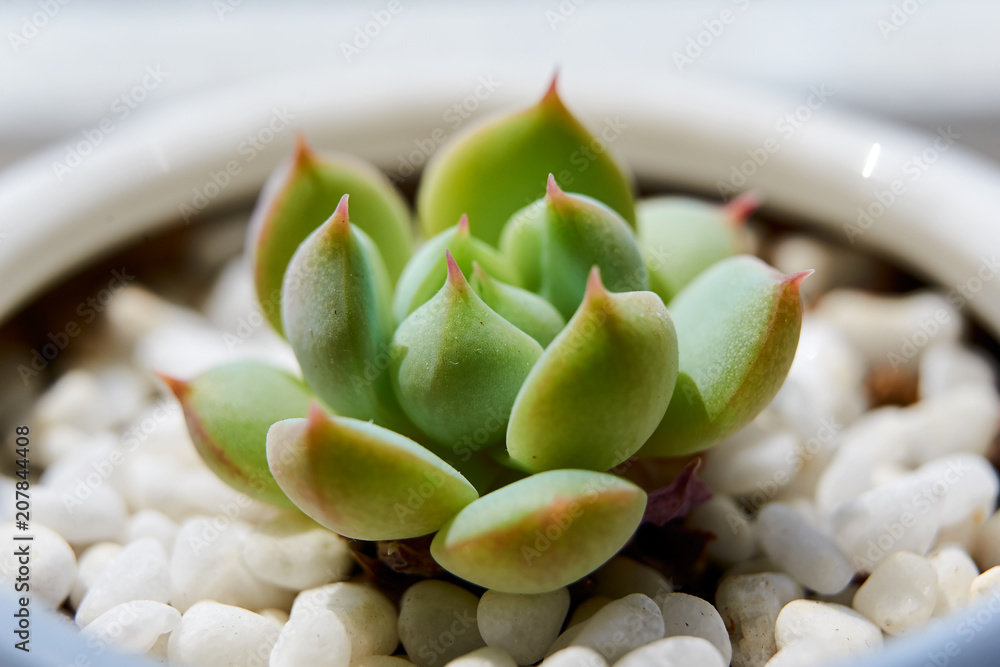 The houseleek close-up.