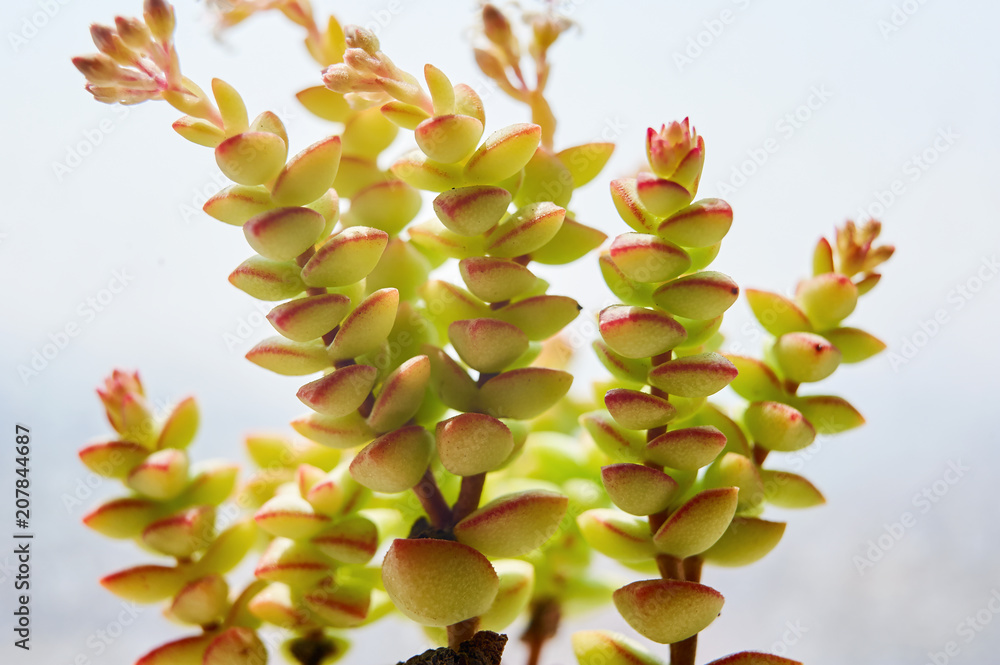 多肉植物特写。