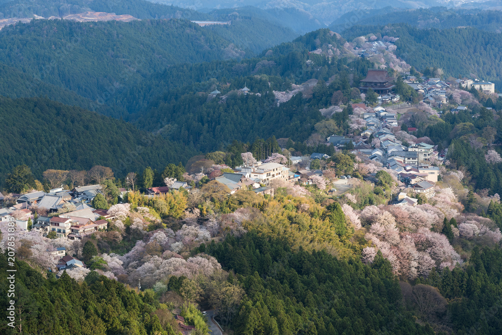 吉野山樱花。奈良县吉野山，日本最著名的樱花