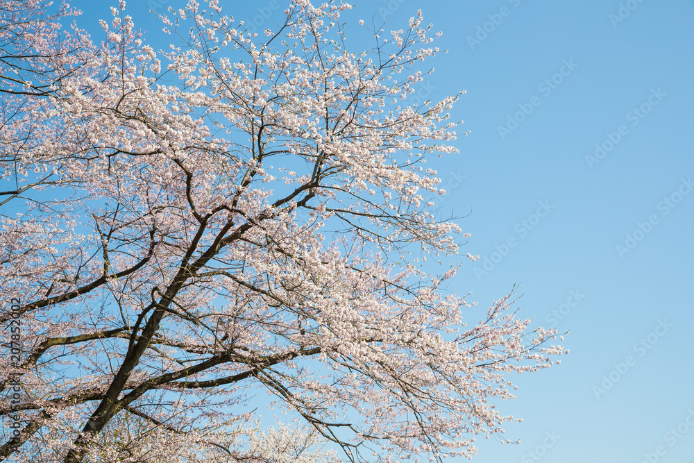 Japanese Sakura cherry blossom in spring season