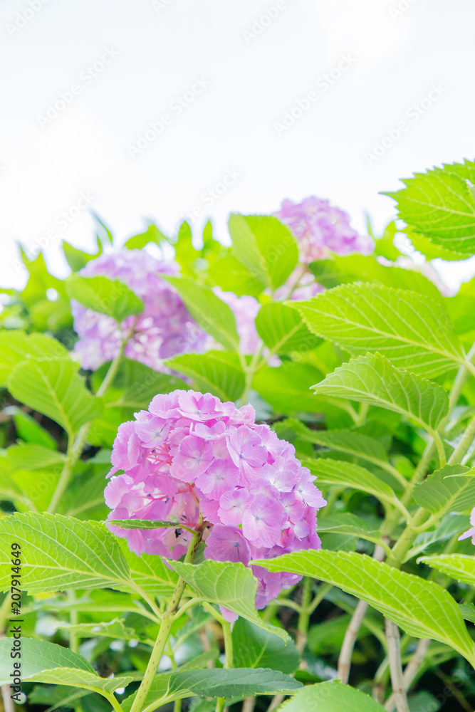 みずみずしいアジサイの花