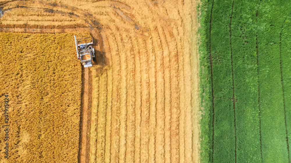 Combine harvester machine with rice farm.Aerial view and top view. Beautiful nature background.