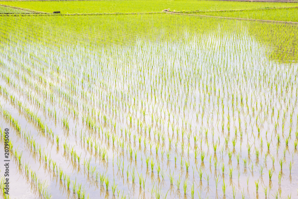 田植えの季節