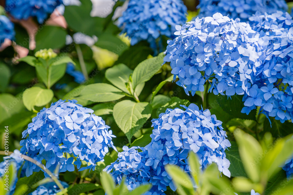 みずみずしいアジサイの花