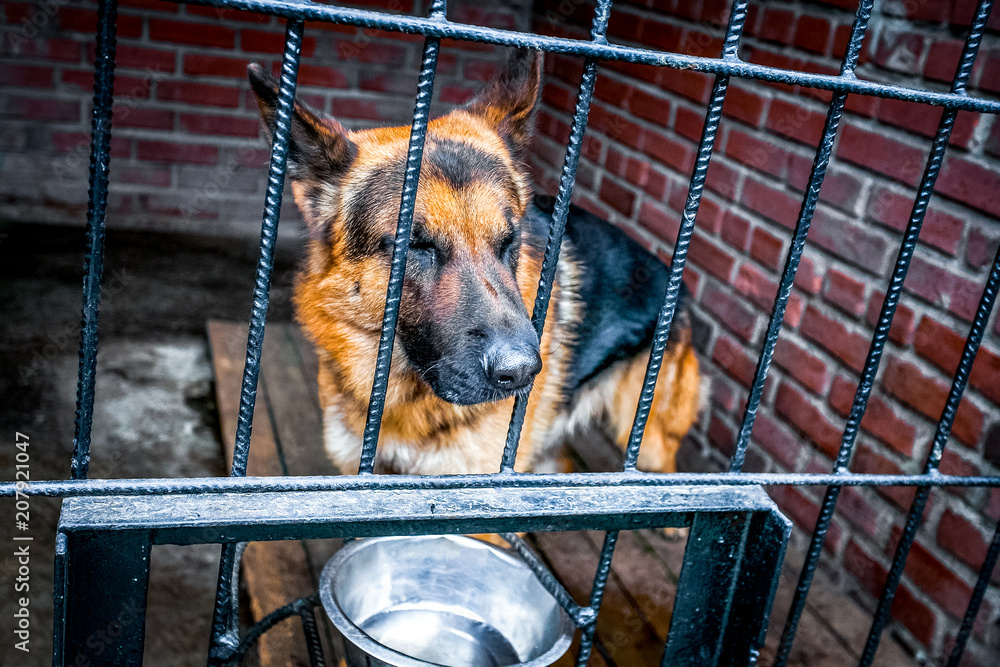 笼子里的德国牧羊犬