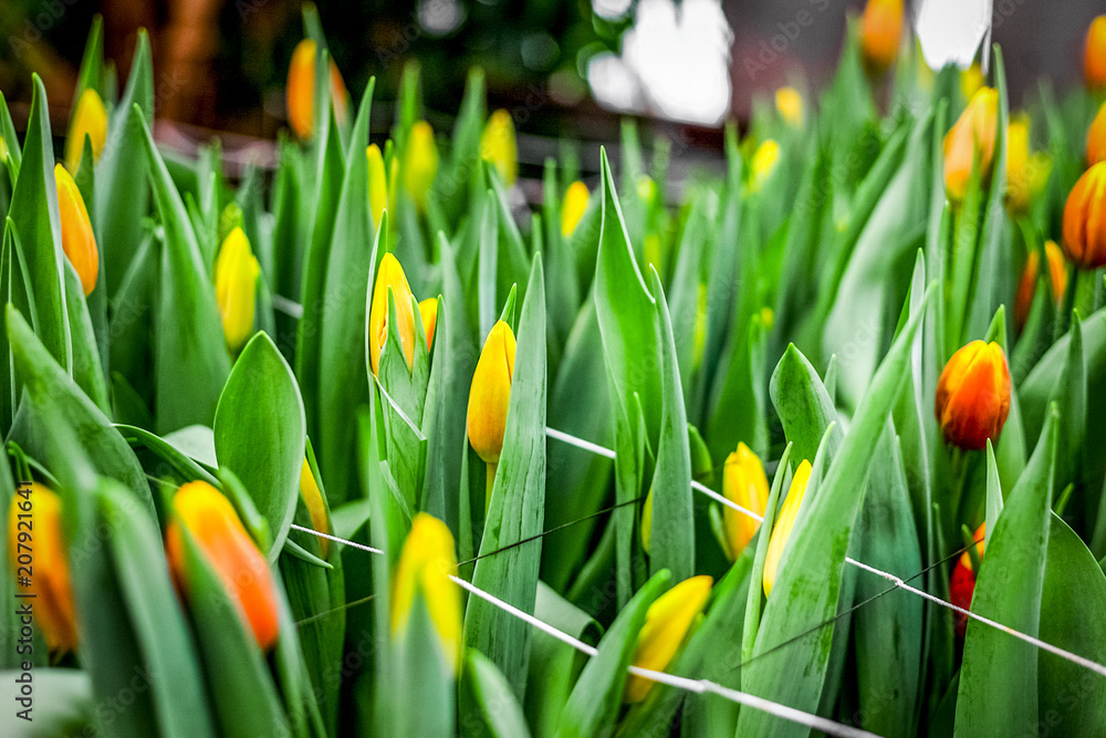 Industrial cultivation of flowers tulips in big greenhouse