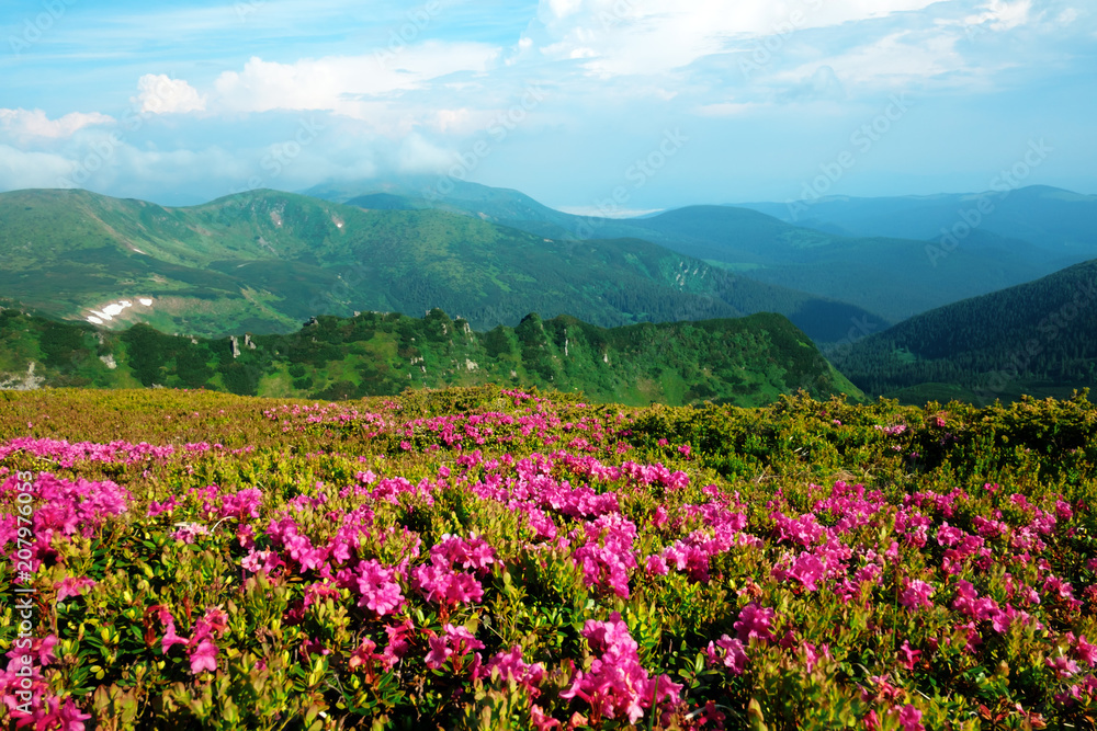 夏日山上神奇的粉红色杜鹃花。戏剧性的天空和五颜六色的日落。Chornohora rid