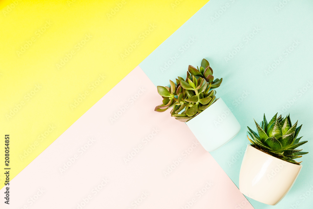 Succulents on pastel colors background