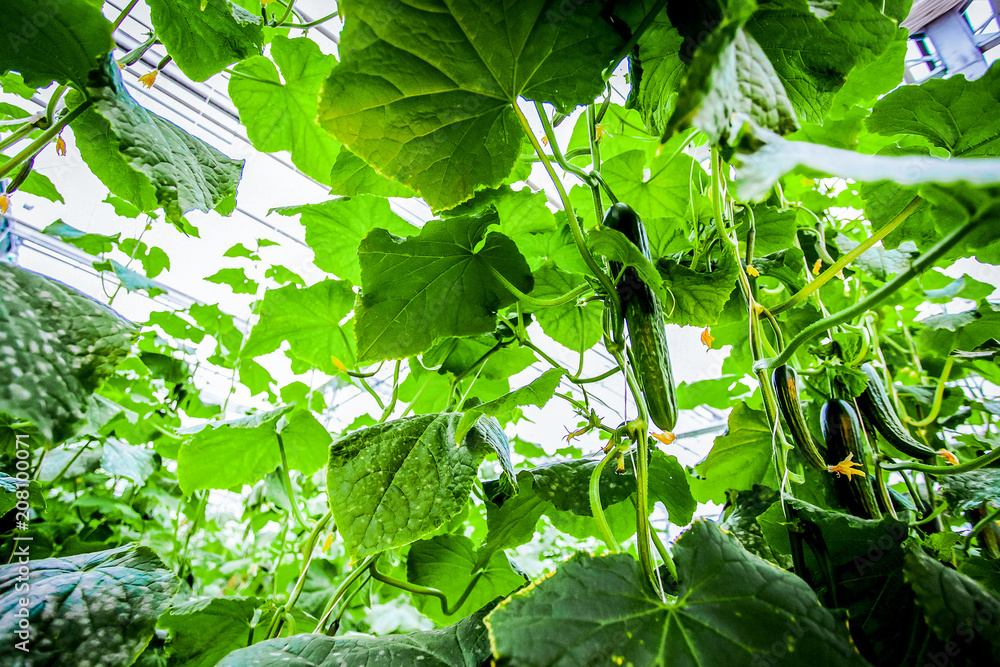 特写黄瓜植株成长