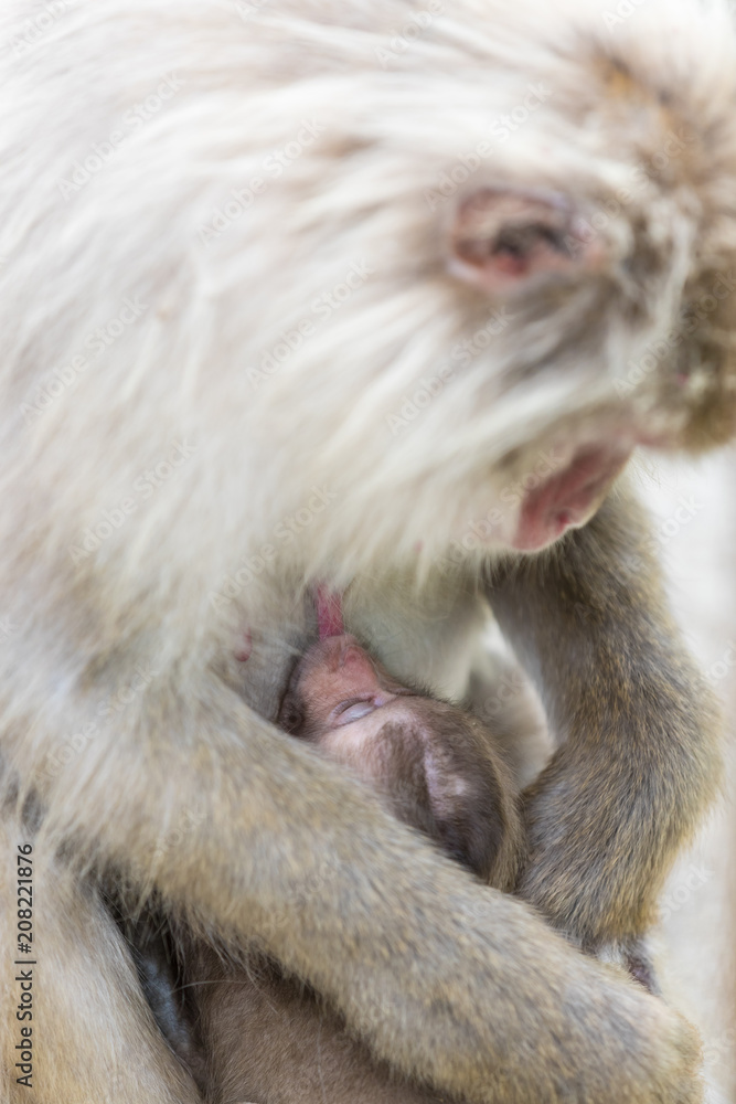 Jigokudani Monkey Park , monkeys bathing in a natural hot spring at Nagano , Japan