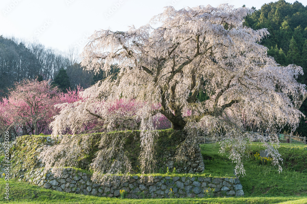 Matabei sakura，种植在奈良县宇田市洪果地区的受人喜爱的巨型悬垂樱花树