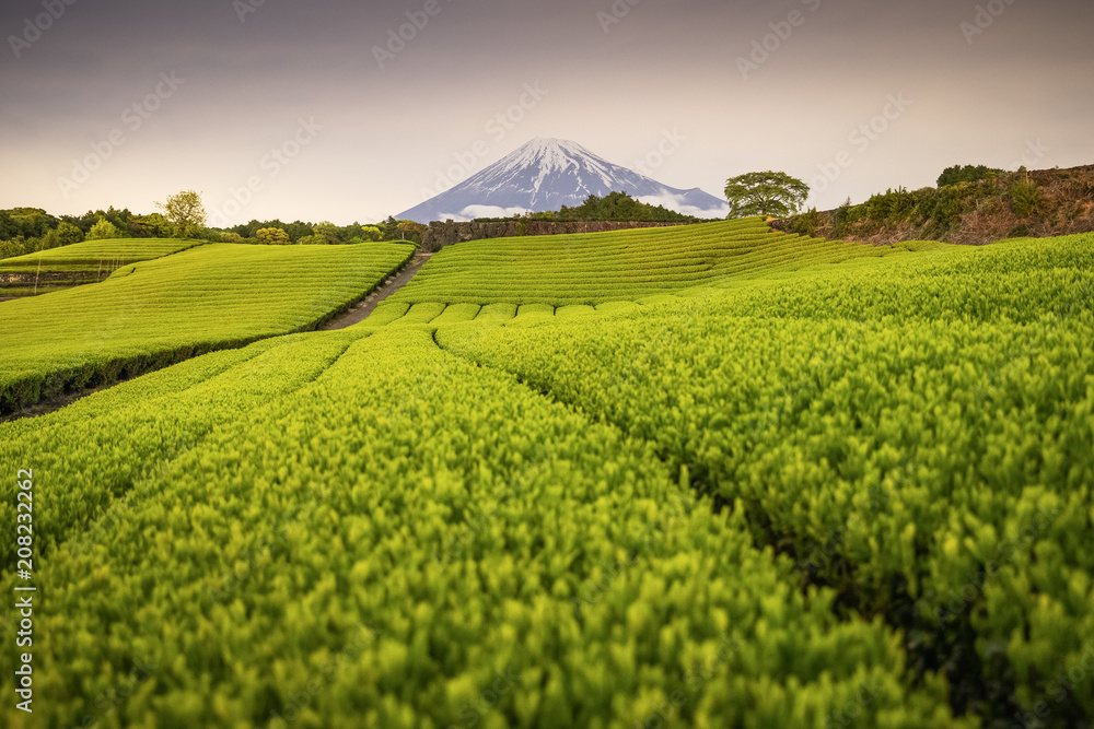 静冈县春天的茶园和富士山夜景