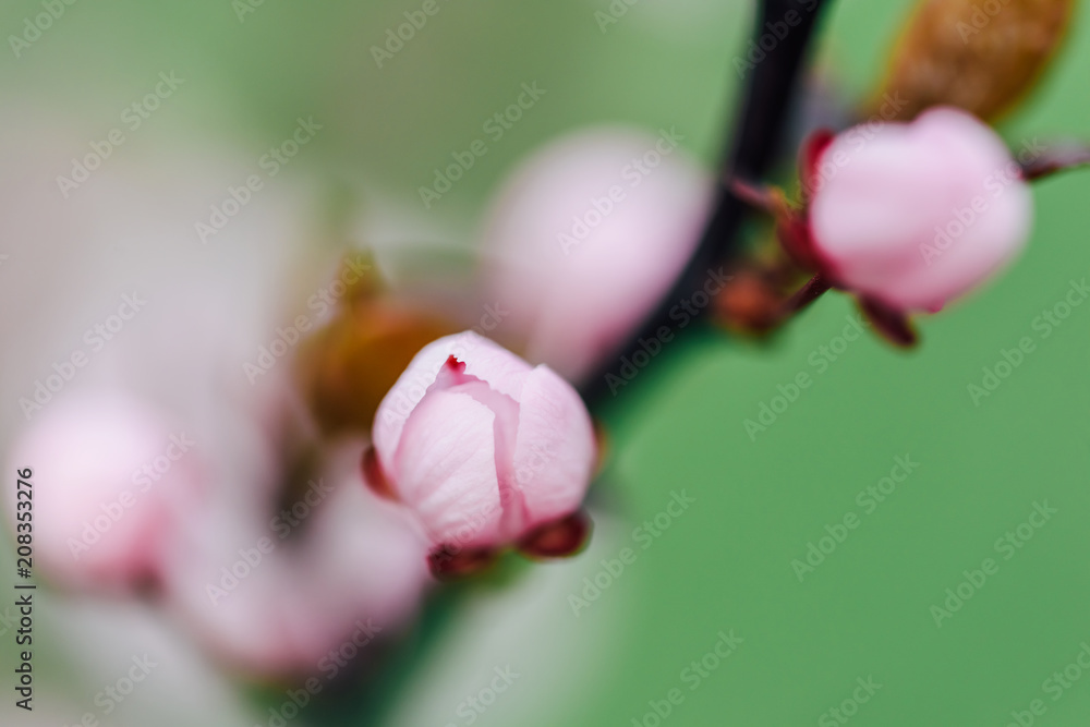 粉色樱桃树花蕾在春天特写