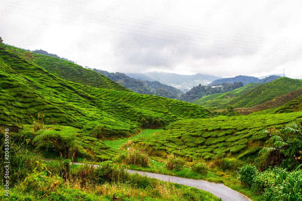 Tea plantations, Cameron Highlands, Pahang, Malaysia