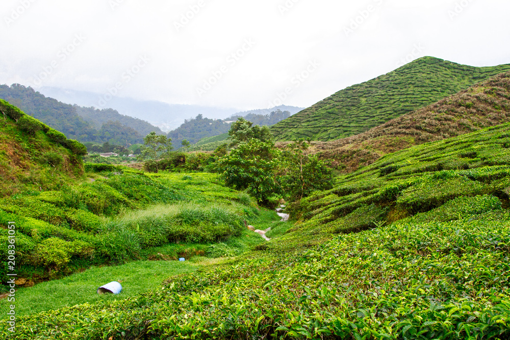 马来西亚彭亨卡梅伦高地茶园