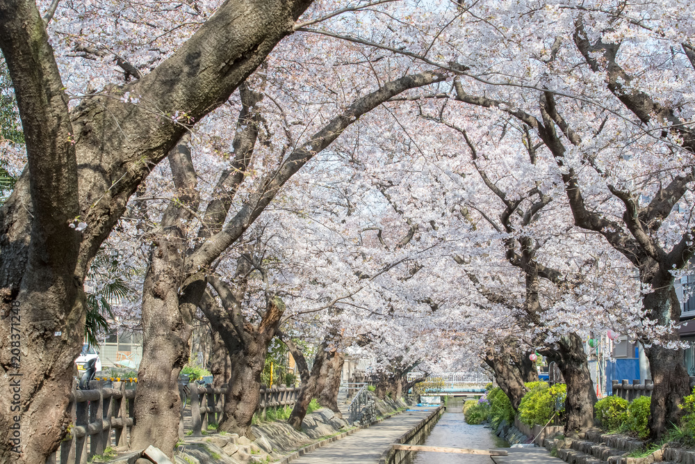 日本樱花与小运河在春天的季节