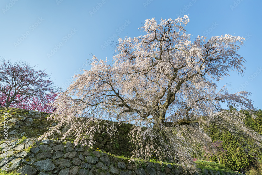 Matabei sakura，种植在奈良县宇田市洪果地区的受人喜爱的巨型垂挂樱桃树