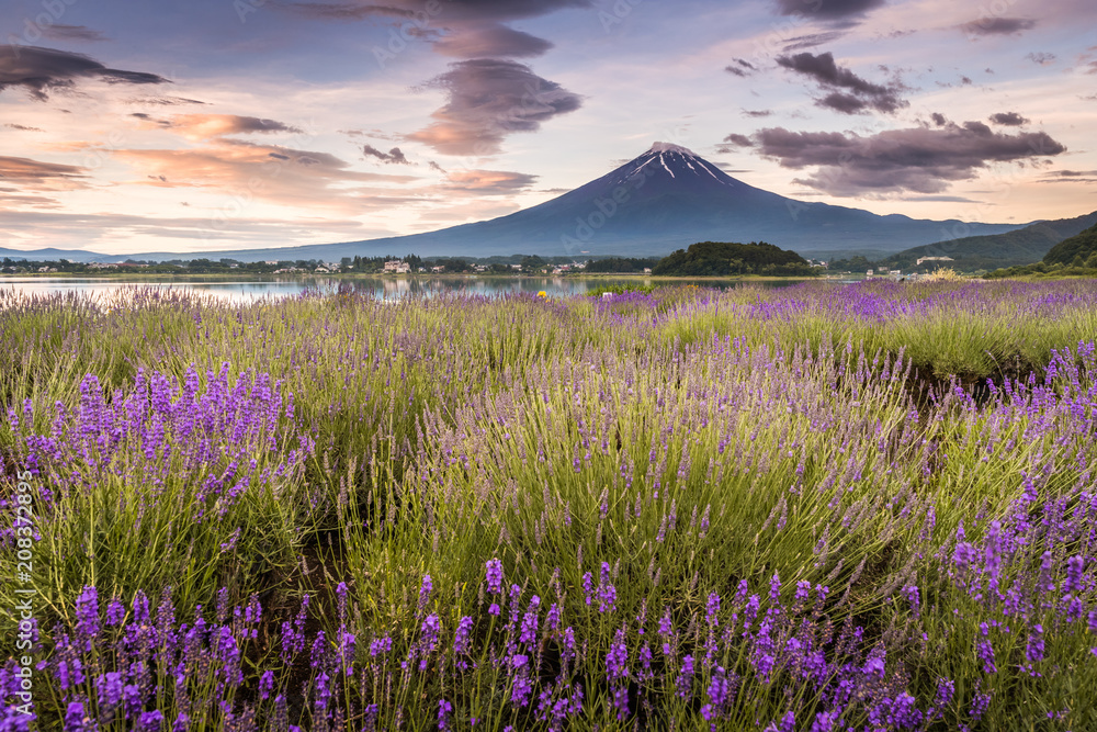 夏季和谷湖富士山和薰衣草田的景色