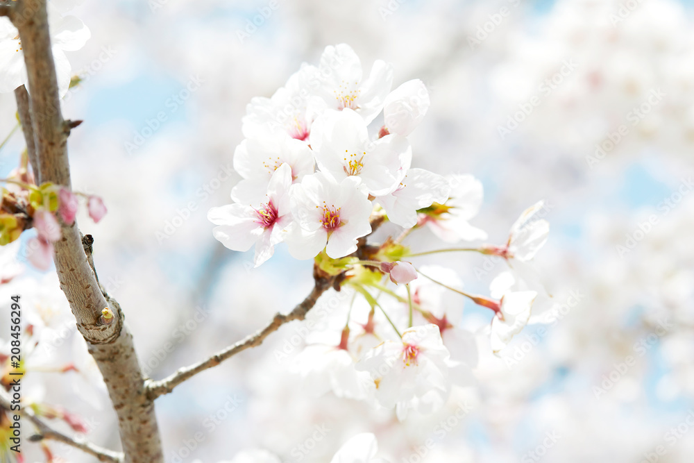 桜