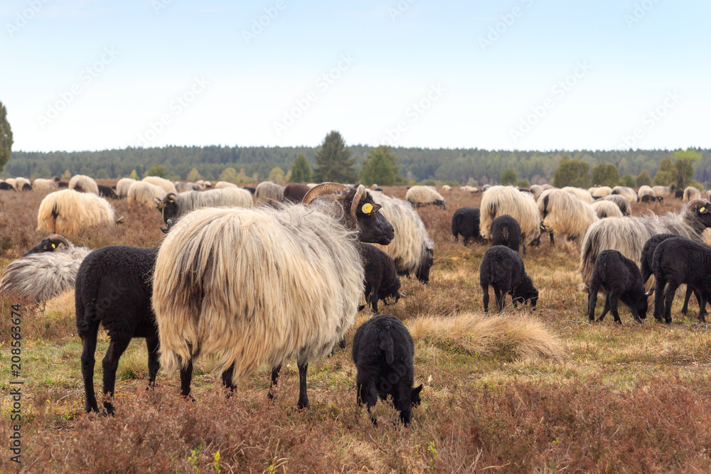 Flock of moorland sheep Heidschnucke with young lambs in Lüneburg Heath near Undeloh and Wilsede, Ge