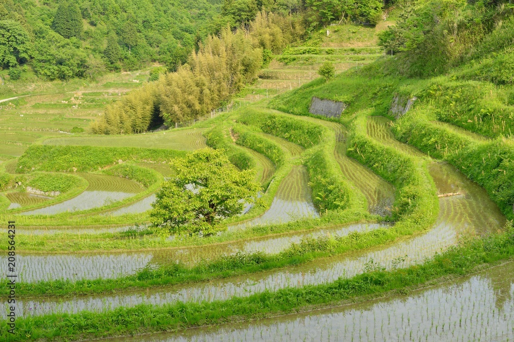 棚田