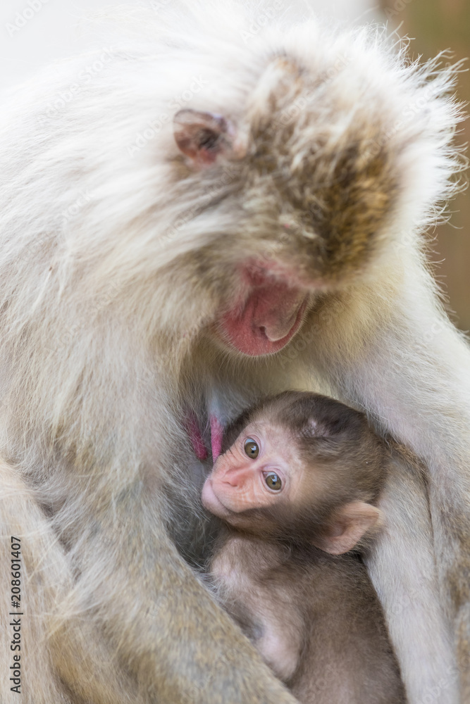 Jigokudani Monkey Park , monkeys bathing in a natural hot spring at Nagano , Japan