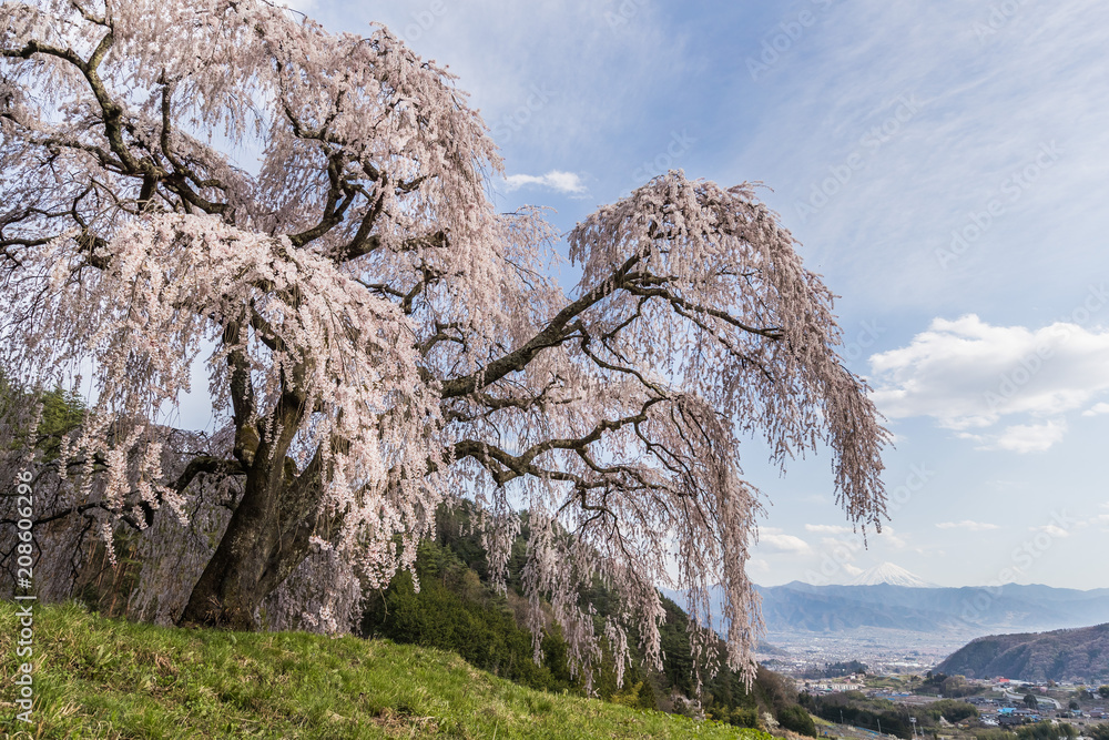 山梨镇的Shidare樱花和富士山。Shidara樱花是下垂的樱花树