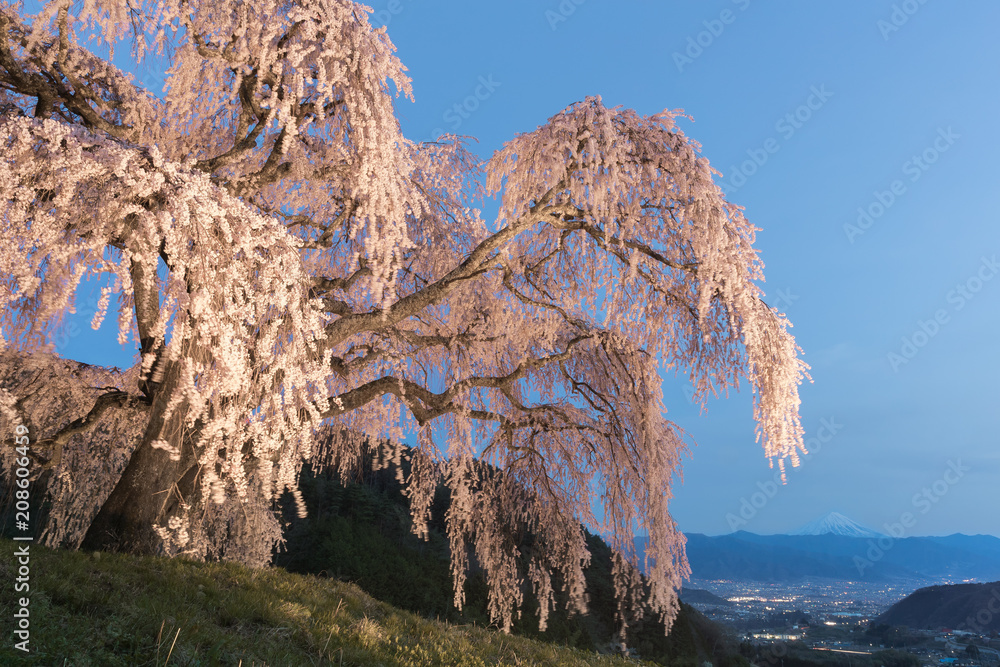 山梨镇的志大樱花和富士山。志大樱花是下垂的樱花树