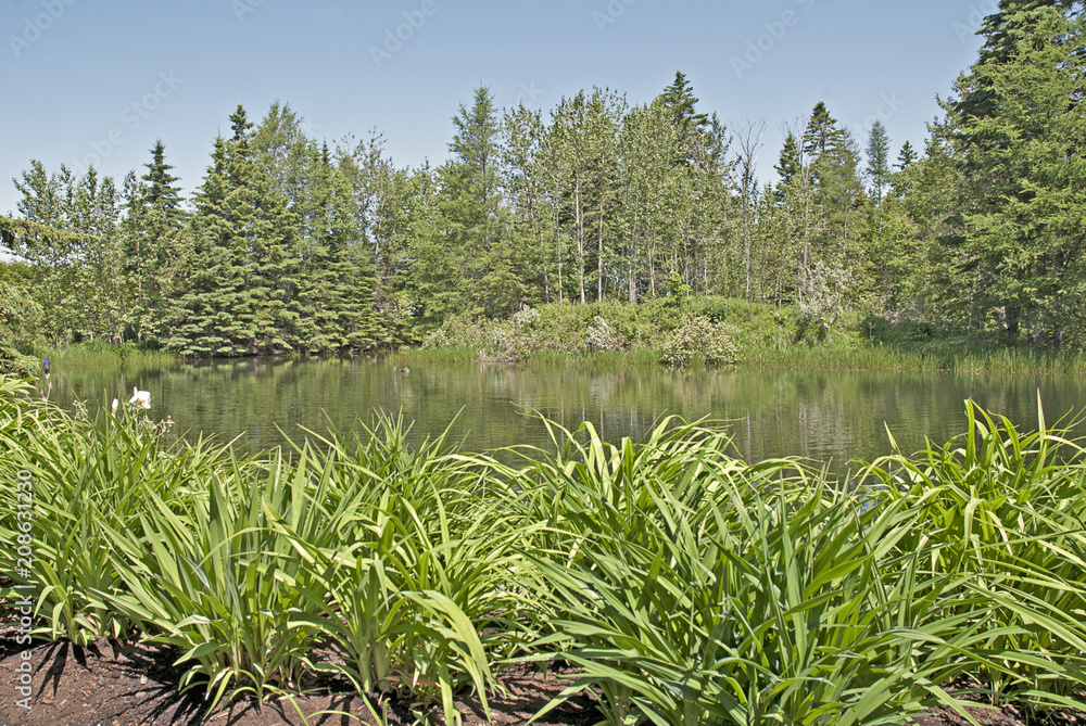 Un canard sur le lac