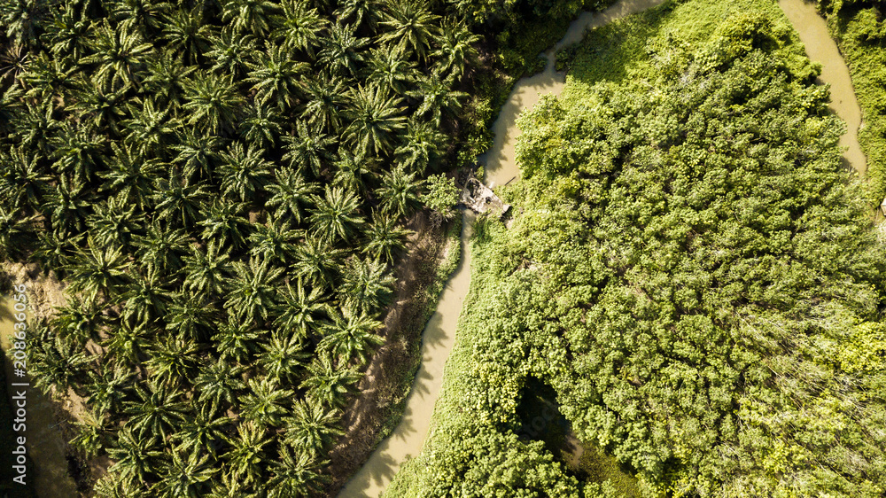 泰国春武里种植棕榈的鸟瞰图