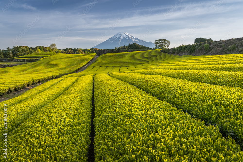 静冈县春天的茶园和富士山