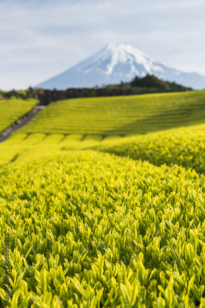 静冈县春天的茶园和富士山