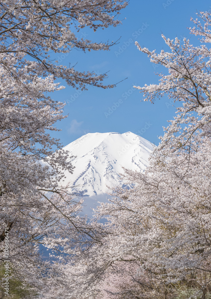 Oshino Hakkai的樱花树和富士山在春季