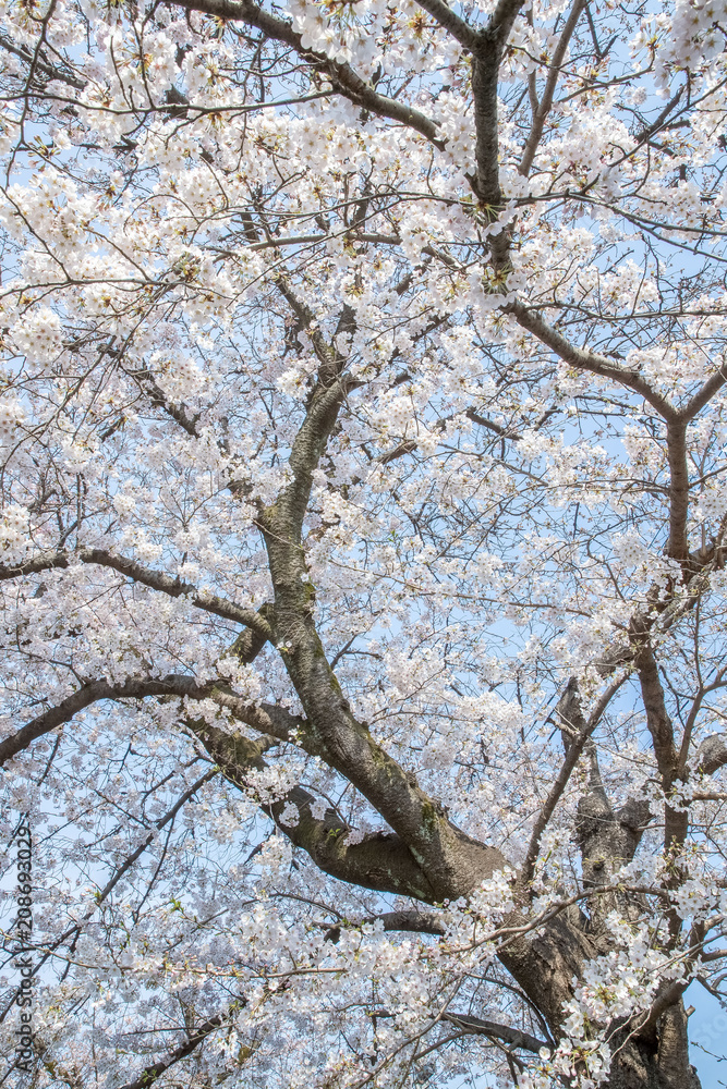 日本樱花在春天绽放