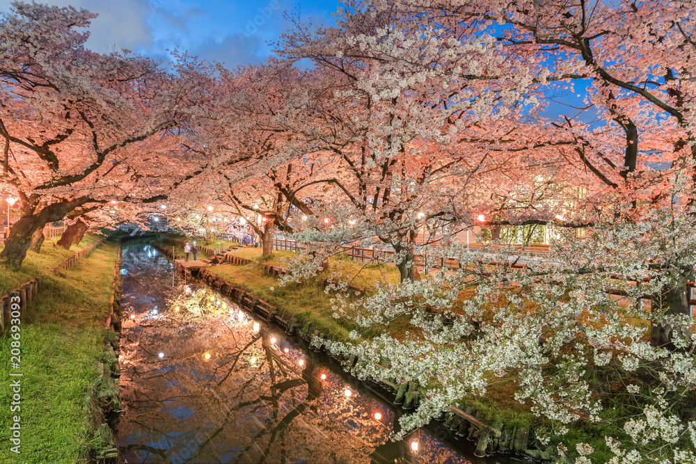 日本樱花在春天开小运河