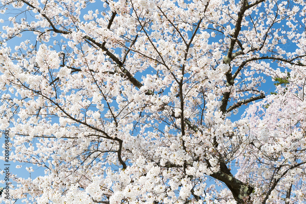 日本樱花在春天绽放