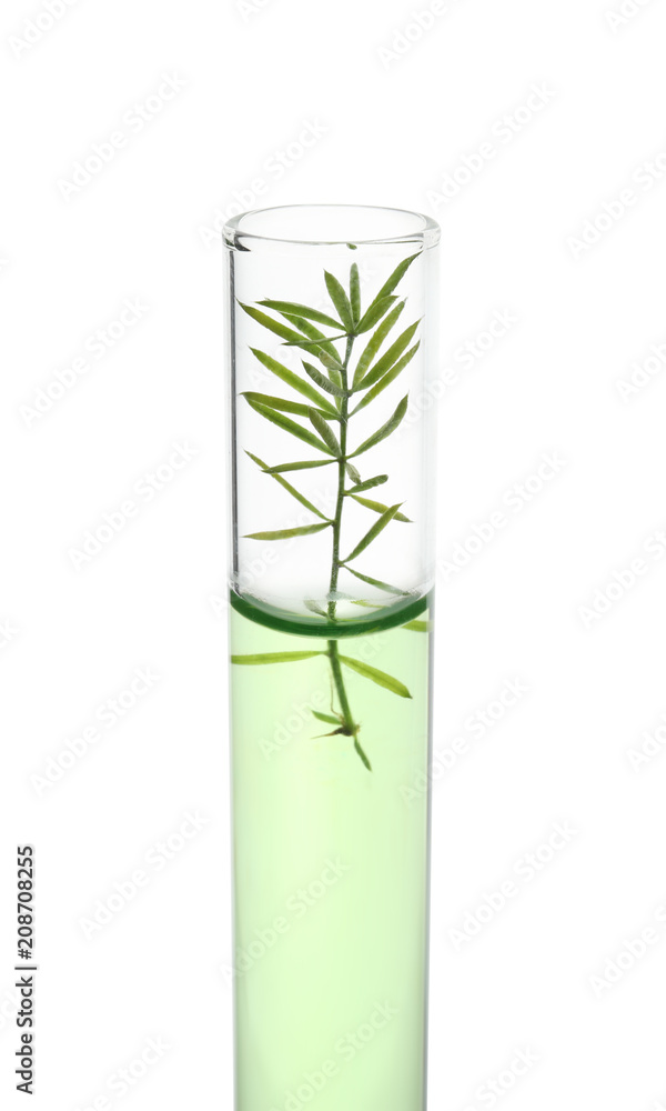 Test tube with plant on white background