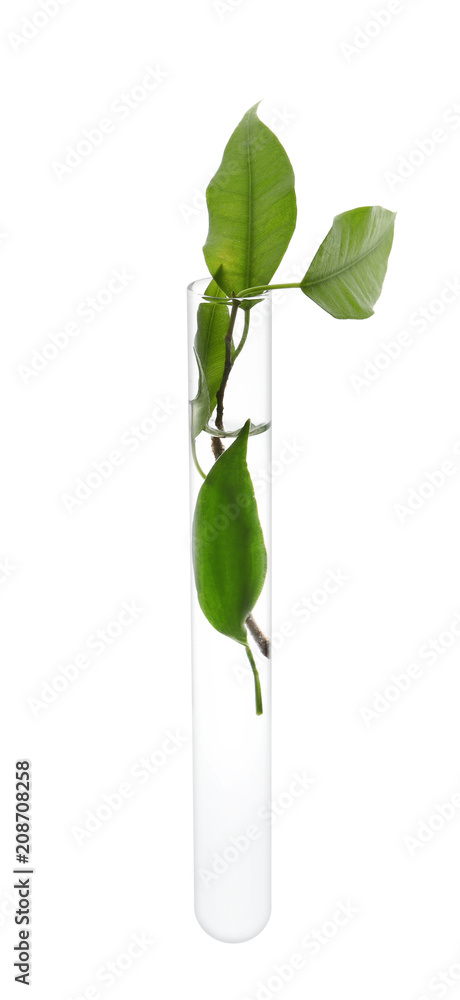 Test tube with plant on white background