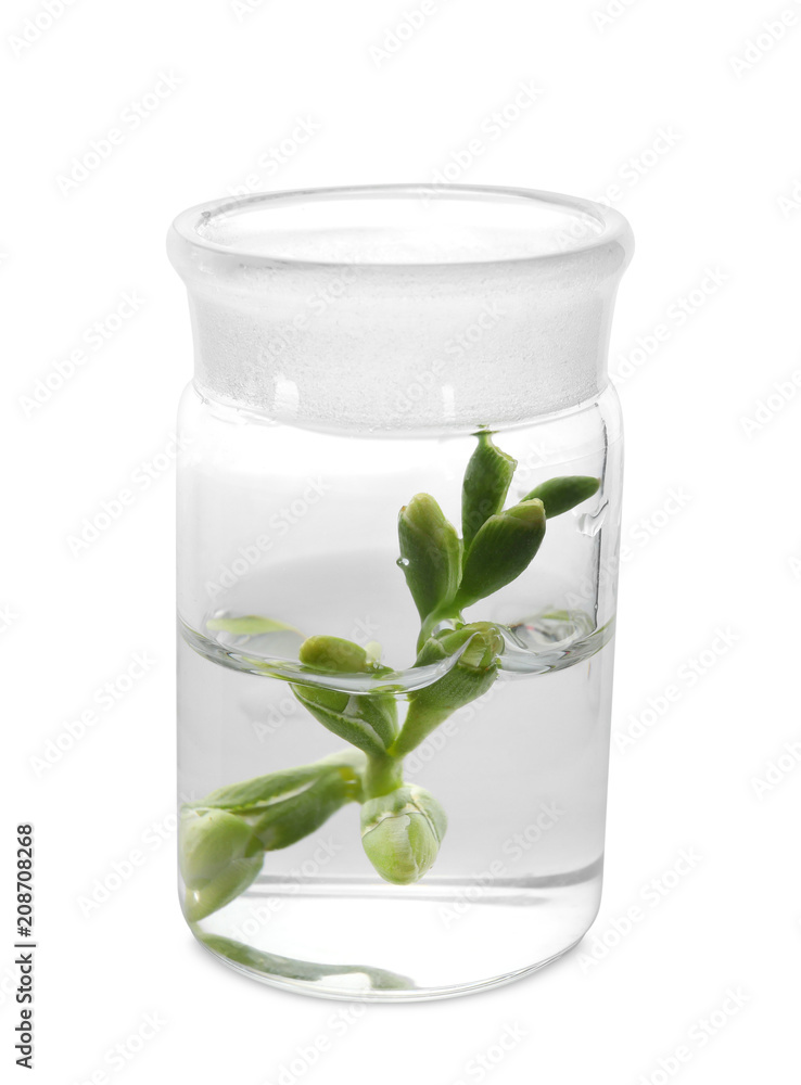 Glass flask with plant on white background