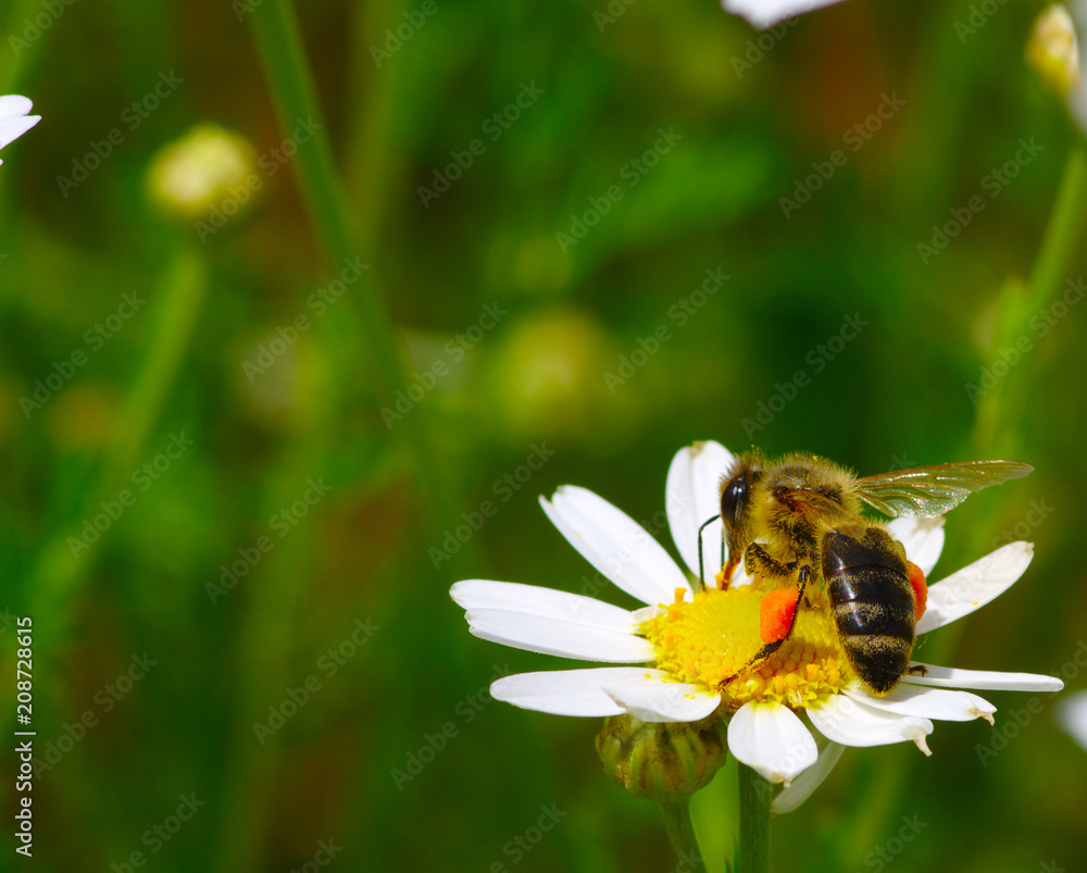 Bee and flower