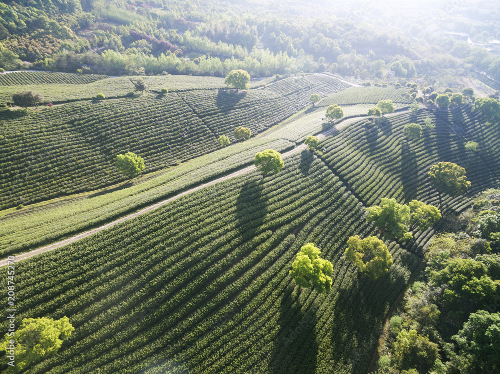 茶园美景