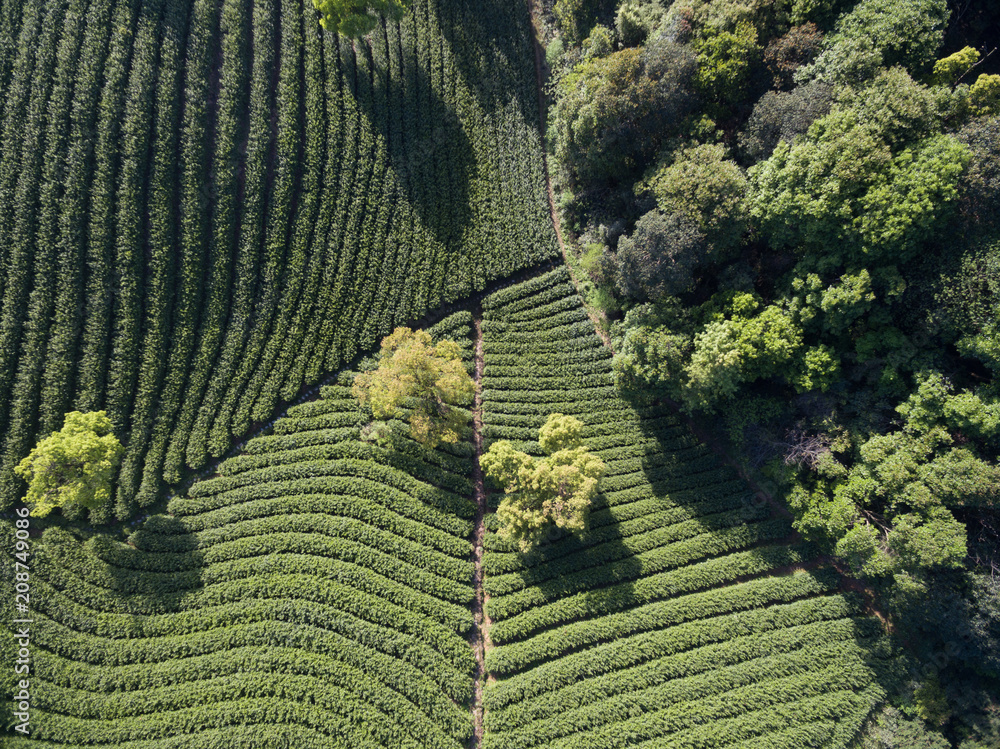 茶园美景