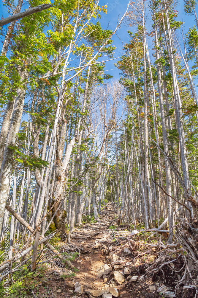 新緑の登山道