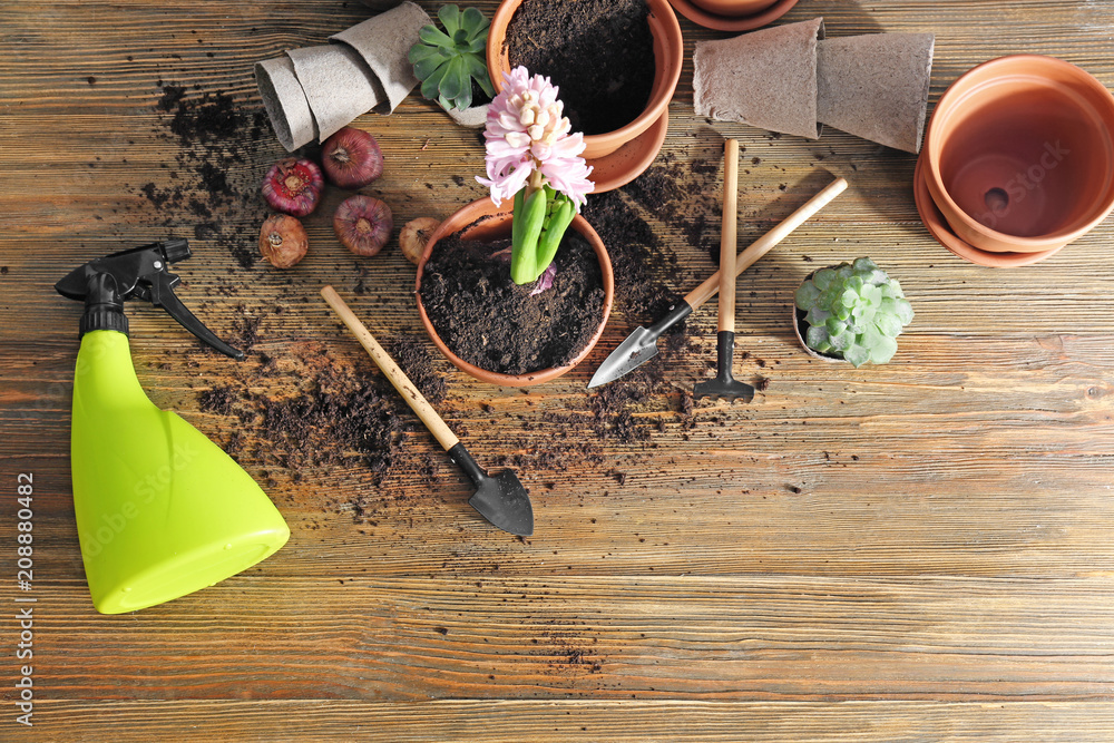 Blooming hyacinth, flowerpots and gardening tools on wooden background