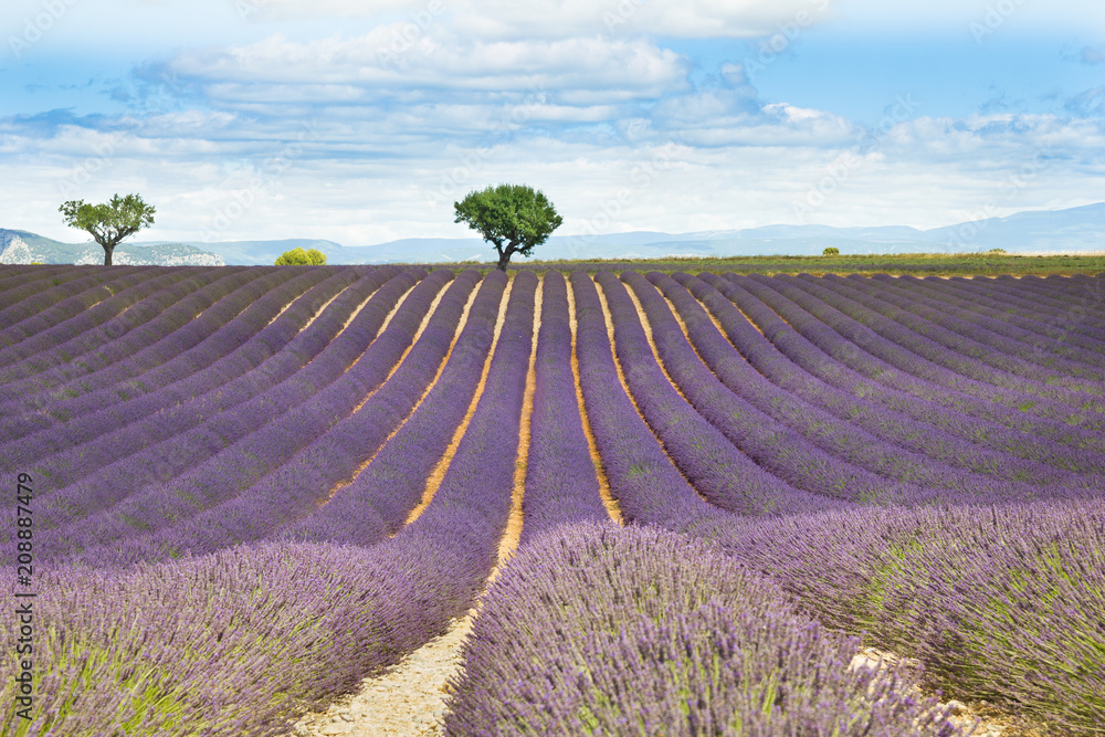 Lavender field in Provence, France