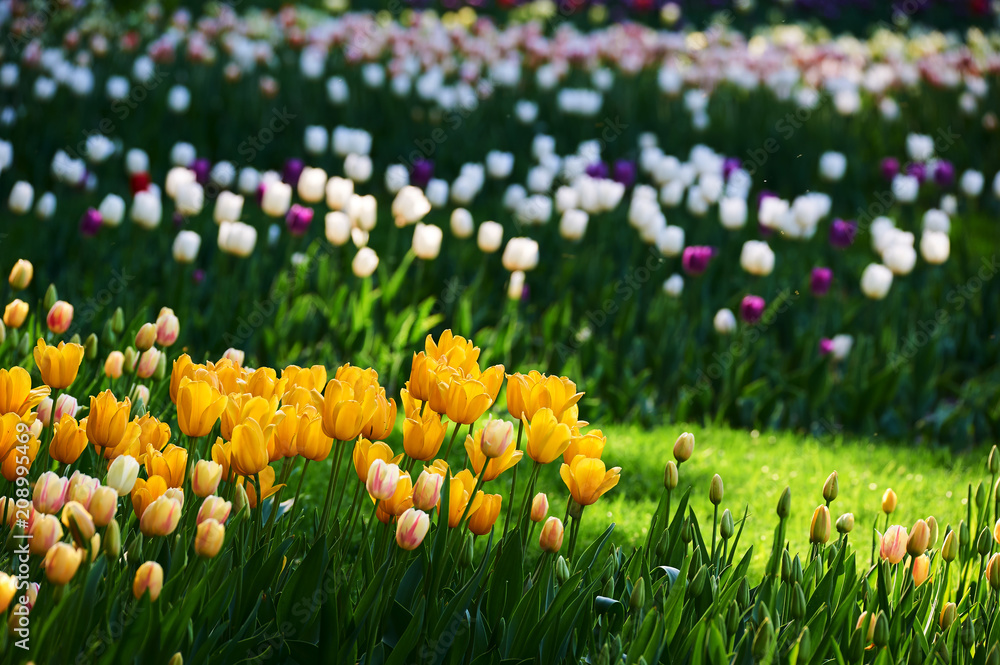 The scenic of tulips in the garden.