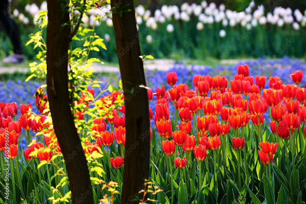 The scenic of tulips in the garden.