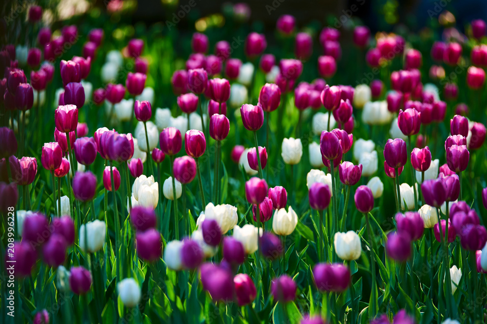 The scenic of tulips in the garden.