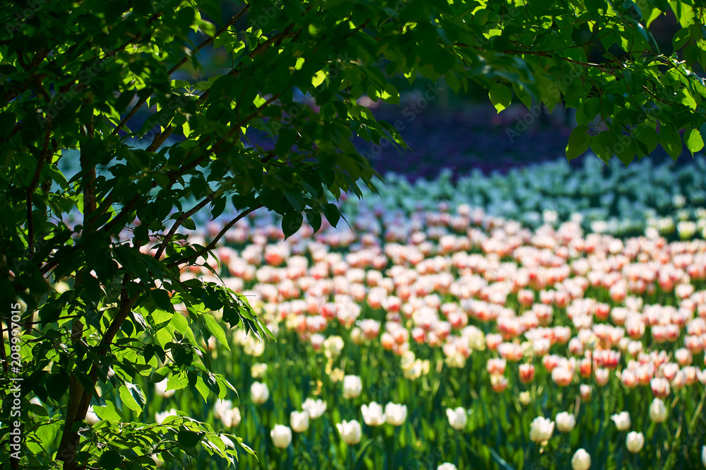 The scenic of tulips in the garden.